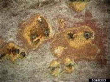 شانکر دیپلودیایی